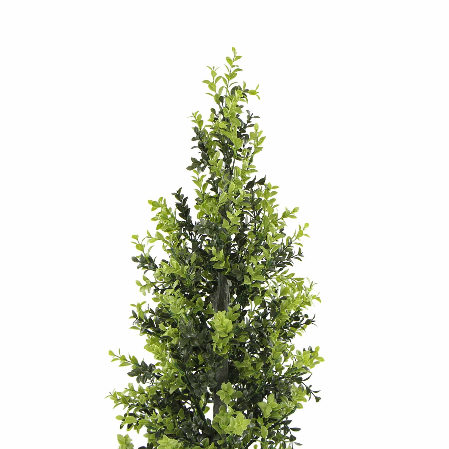 Artificial boxwood bush on a white background