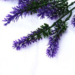 Purple lavender flowers on a white background