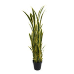 Potted snake plant with green and yellow stripes on a white background