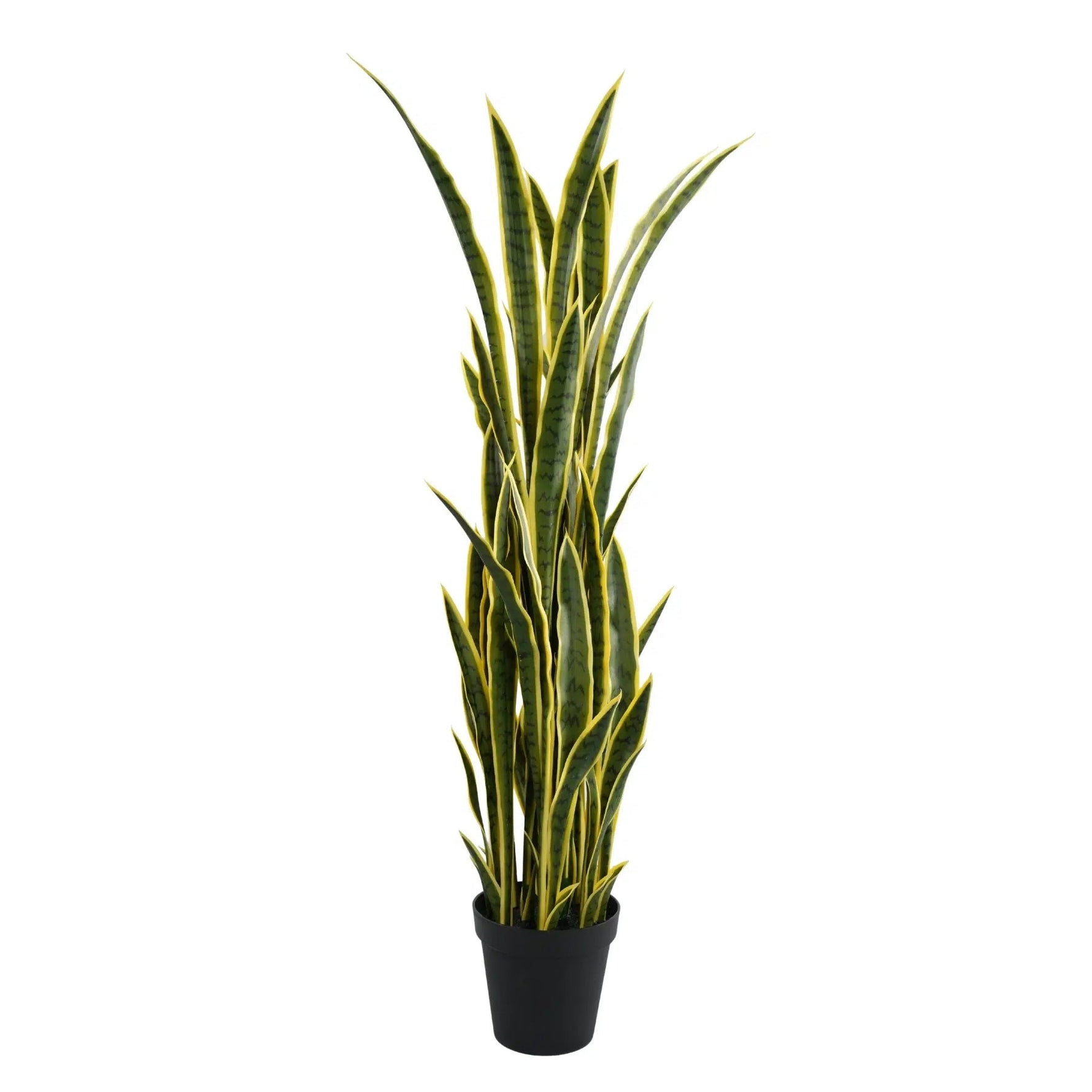 Potted plant with green and yellow stripes on a white background