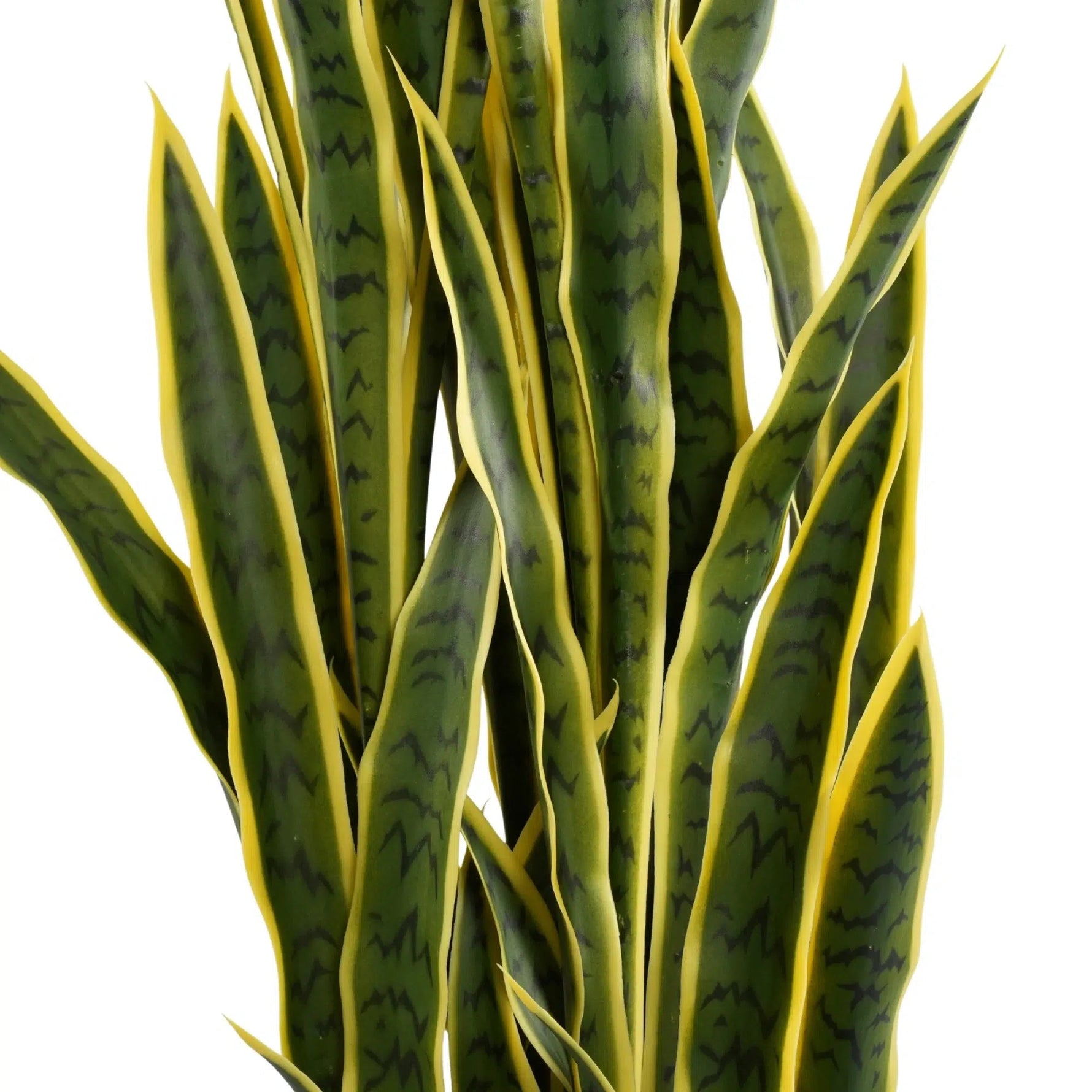 Green snake plant with yellow edges on a white background