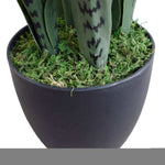 Potted plant with snake plant on a white background