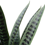 Close-up of a snake plant with patterned leaves on a white background