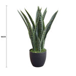 Potted plant with measurements on a white background