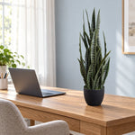 Artificial Snake Plant Sansevieria UV Resistant 60cm - Designer Vertical Gardens Artificial Shrubs and Small plants Artificial Yellow Tongue
