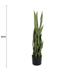 Potted plant with measurement on a white background