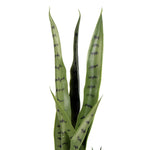 Green snake plant with wavy leaves on a white background
