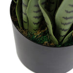 Green snake plant in a gray pot on a white background