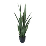 Potted snake plant on a white background