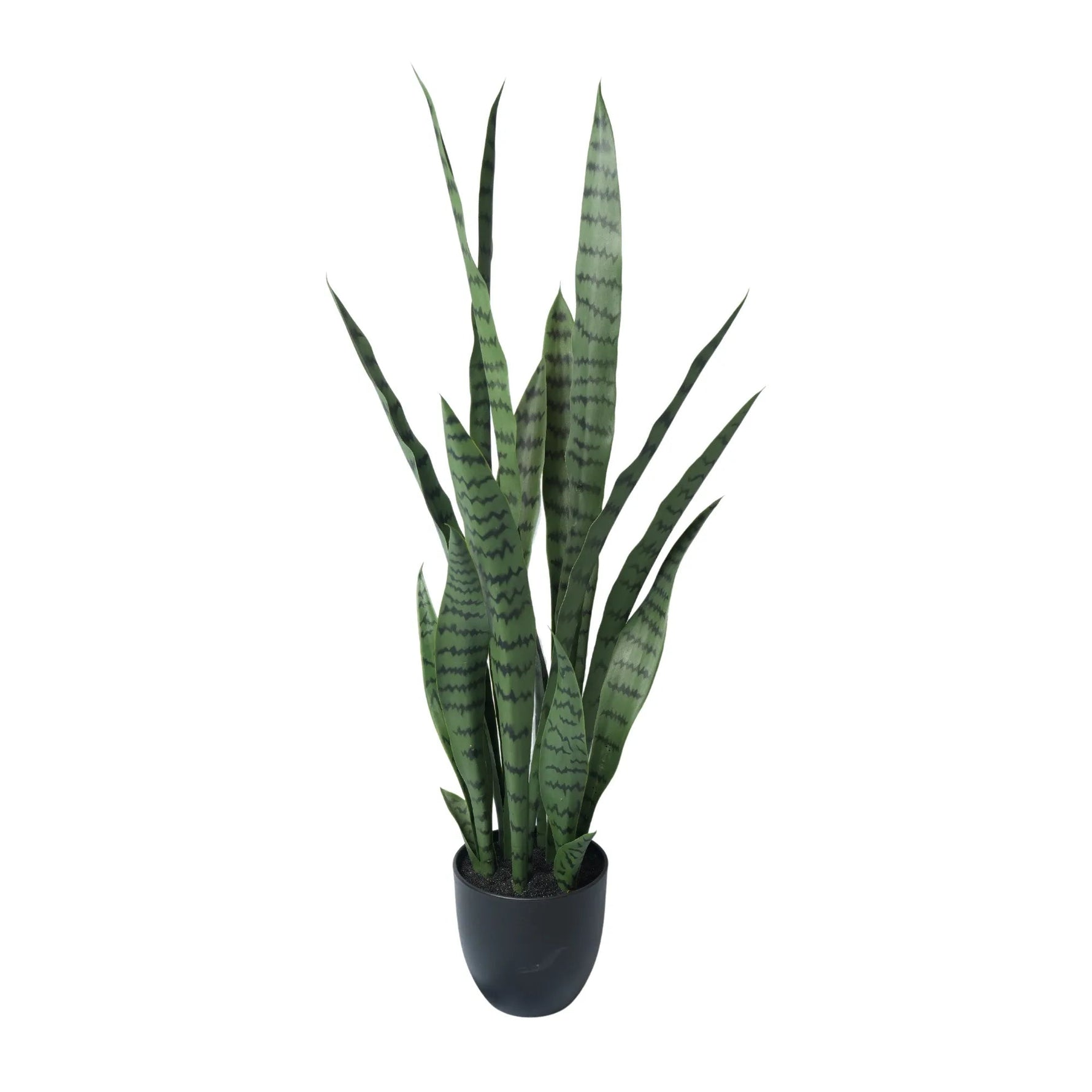 Potted snake plant on a white background