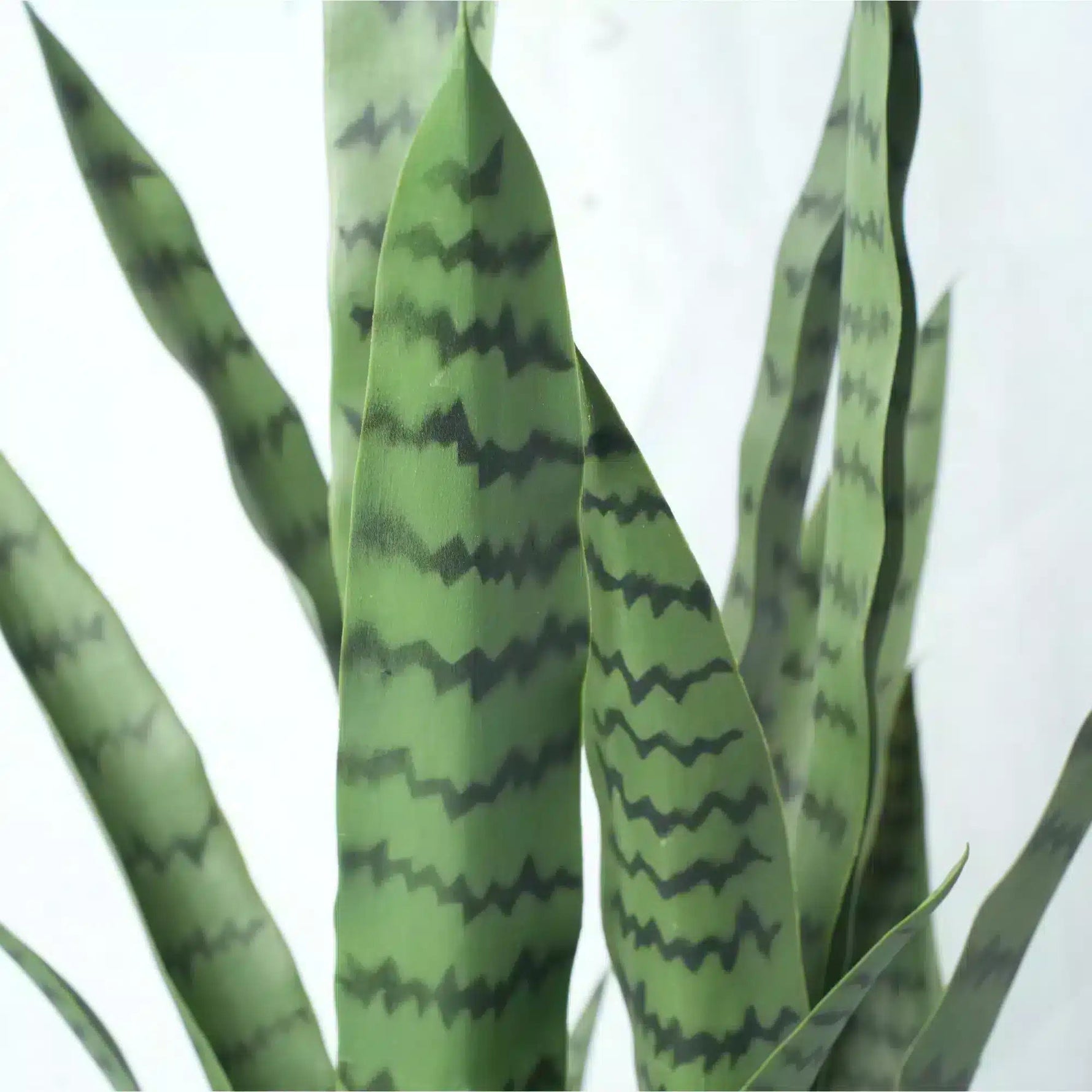 Close-up of a snake plant with wavy green leaves on a white background