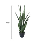 Potted snake plant with a measurement label on a white background