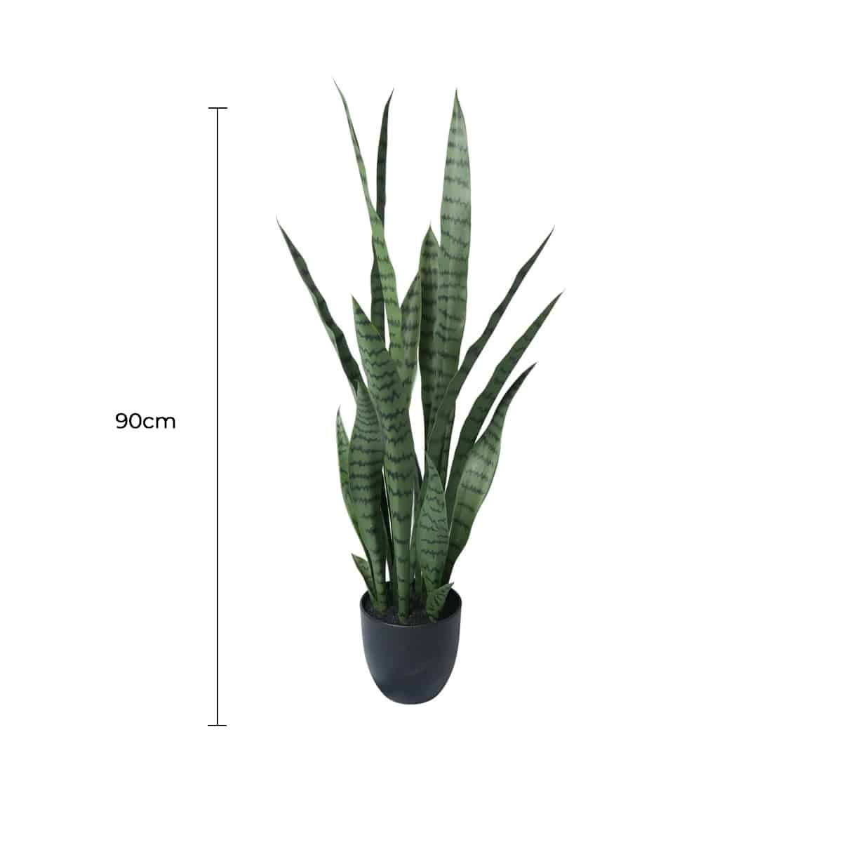 Potted snake plant with a measurement label on a white background