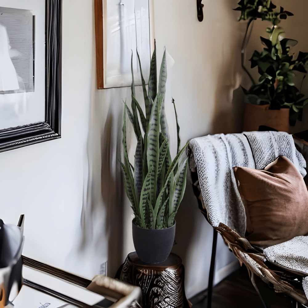 Living room with a snake plant on a side table, framed pictures on the wall, and a chair with a blanket and pillow.