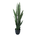 Potted snake plant on a white background