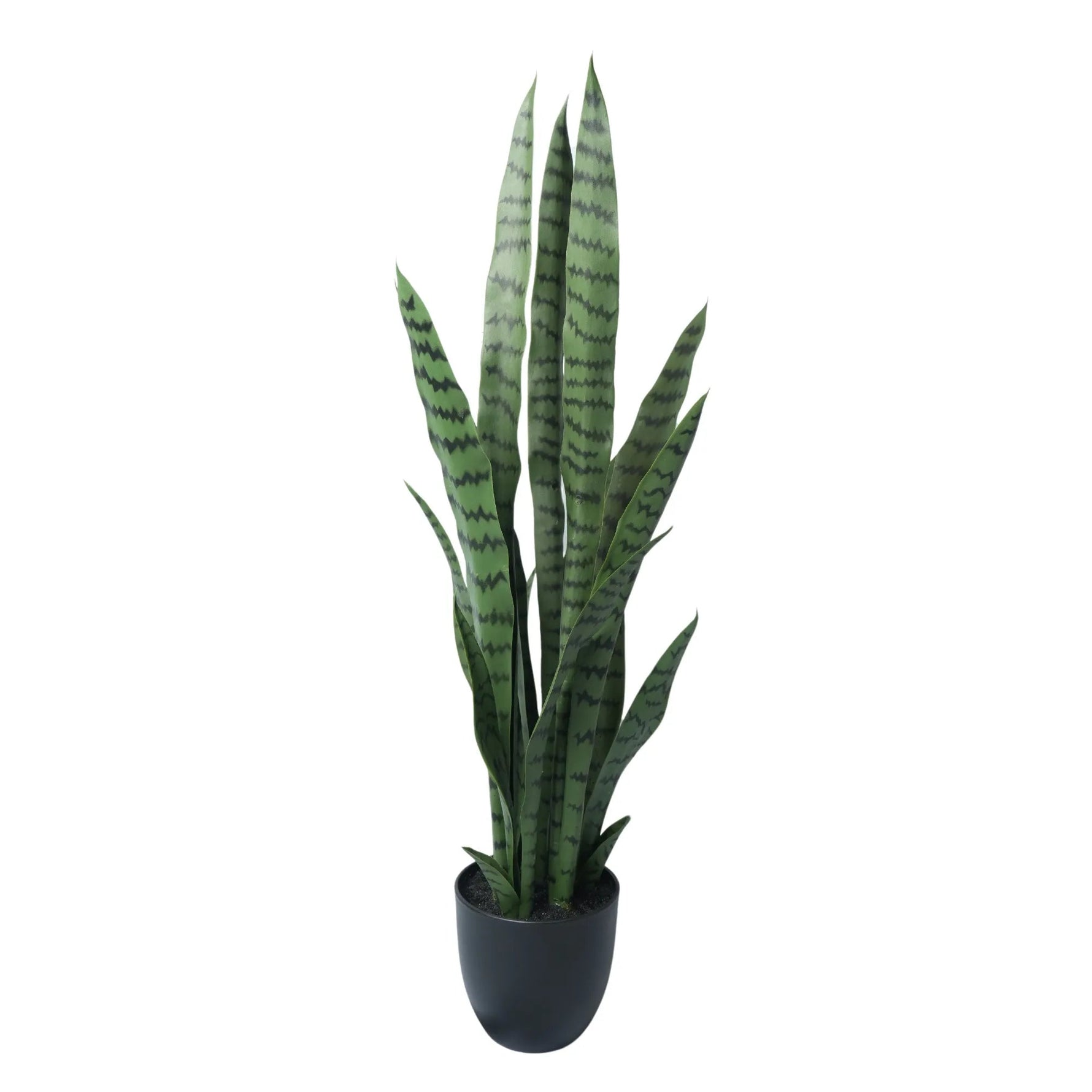 Potted snake plant on a white background