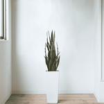 Potted plant on a wooden floor against a white wall