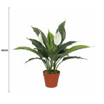 Potted plant with white flowers and green leaves, labeled with a 60cm measurement on a white background.