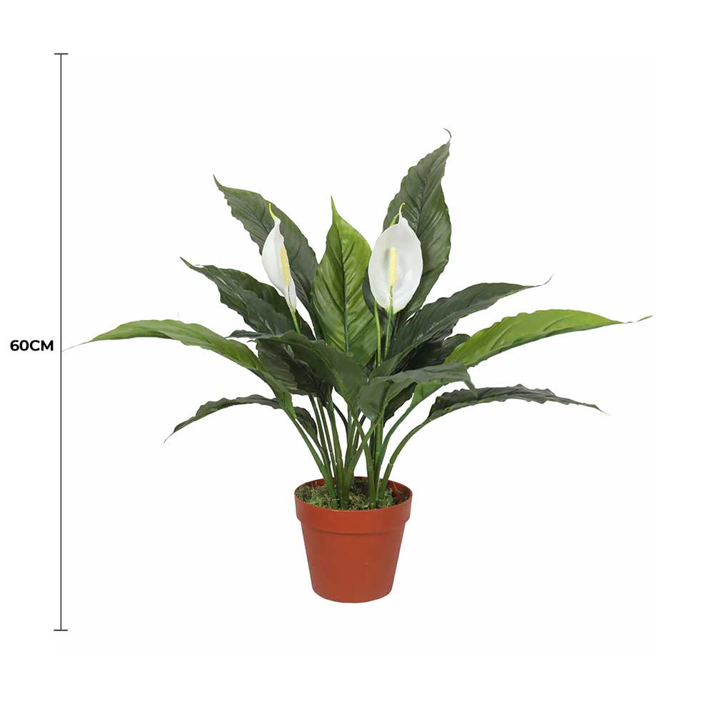 Potted plant with white flowers and green leaves, labeled with a 60cm measurement on a white background.