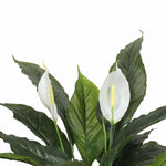 Artificial peace lily plant with green leaves and white flowers on a white background