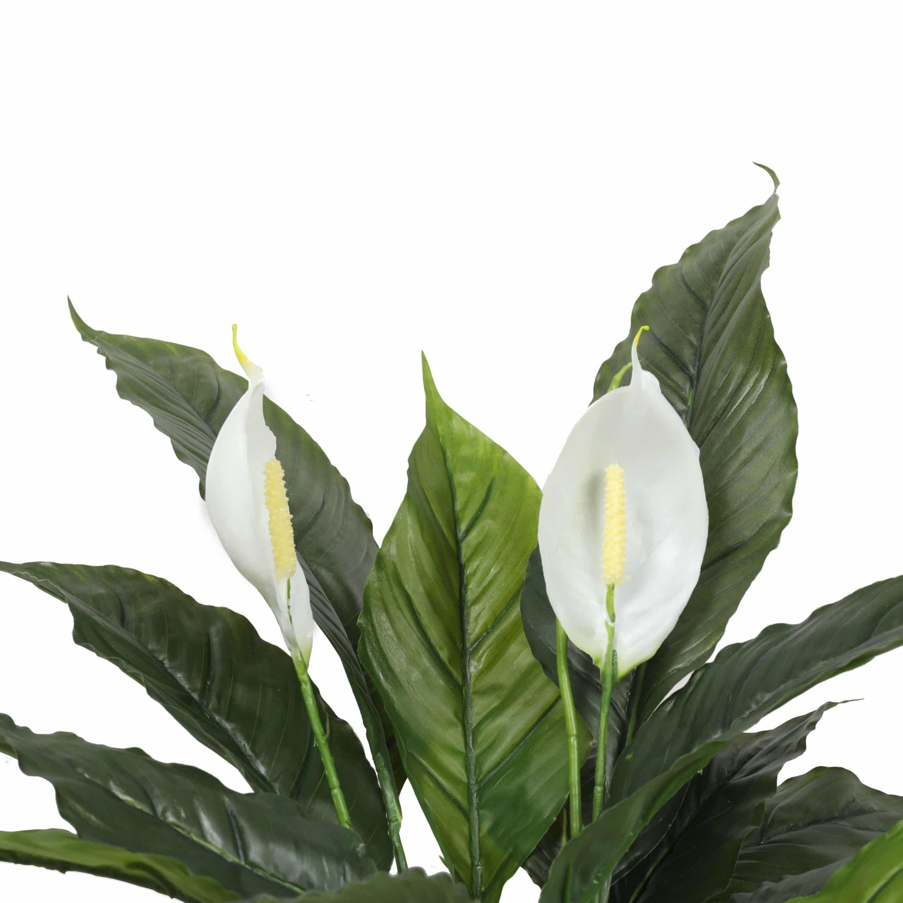 Artificial peace lily plant with green leaves and white flowers on a white background