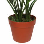 Potted plant with green stems in a terracotta pot on a white background