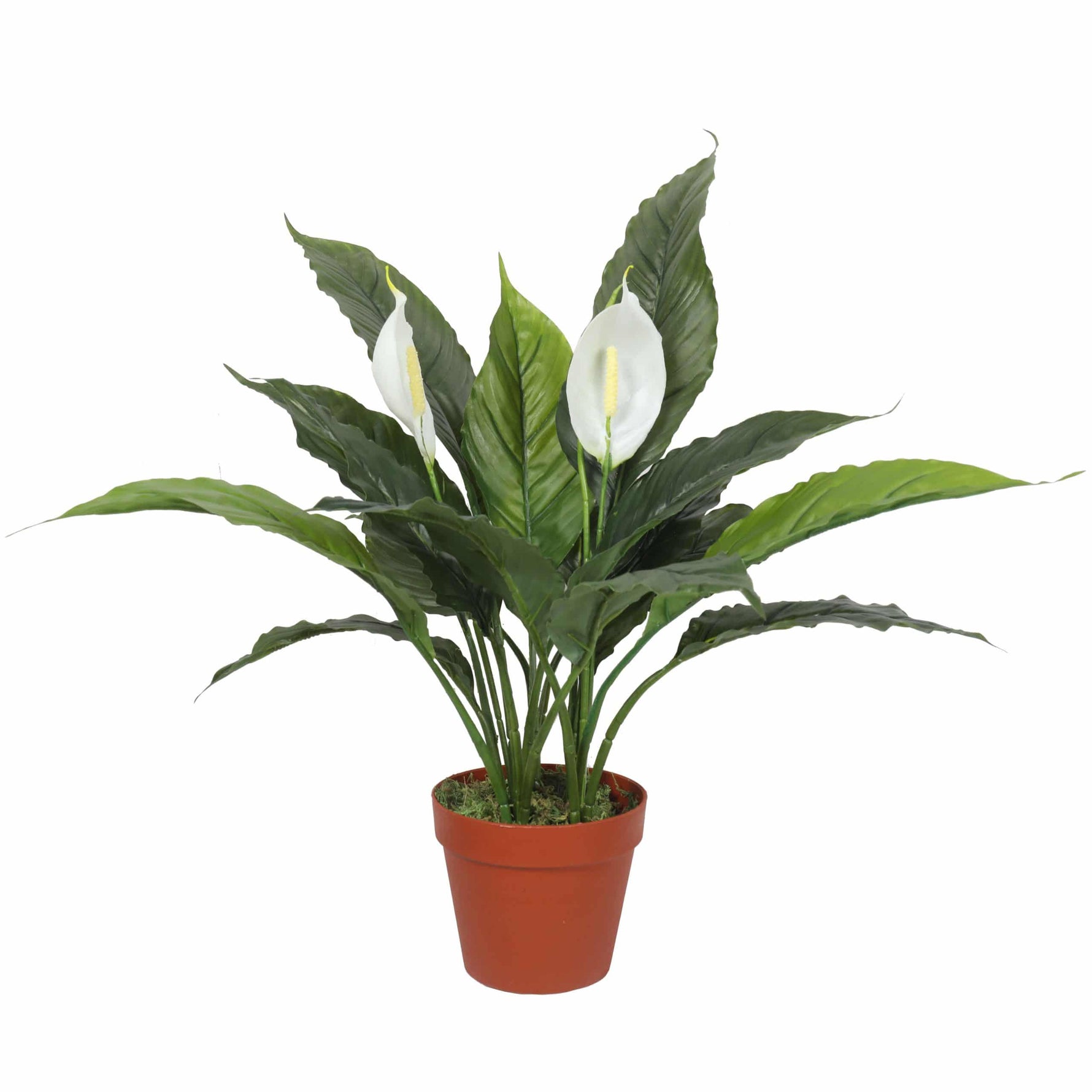 Potted plant with green leaves and white flowers on a white background