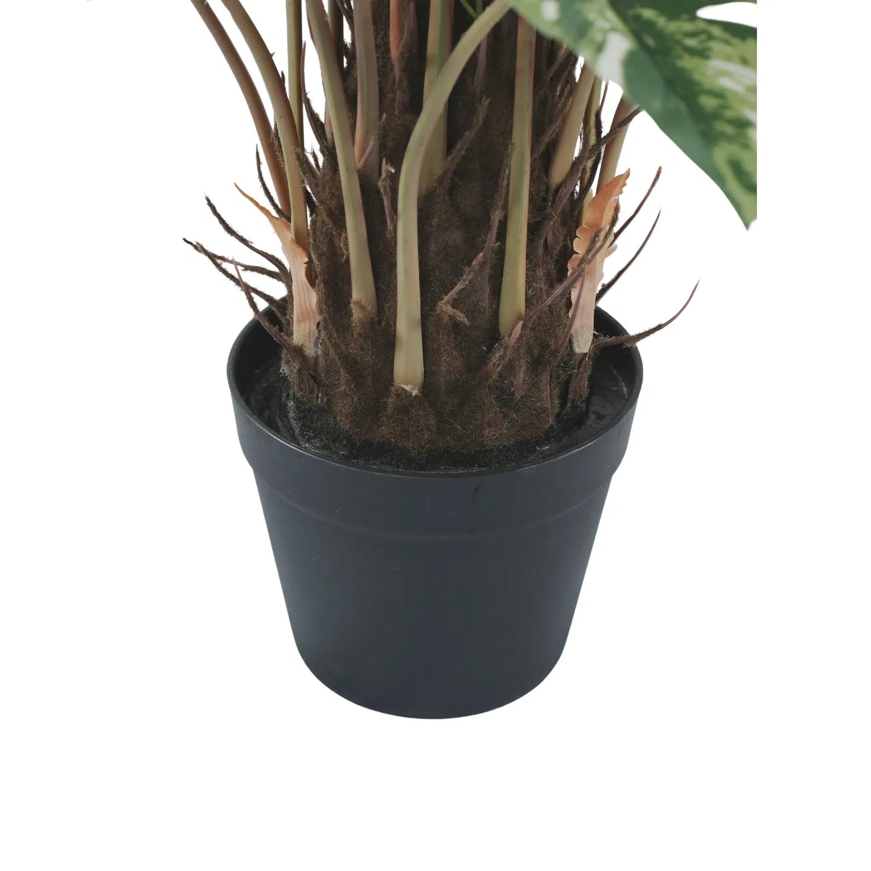 Potted plant with exposed roots on a white background