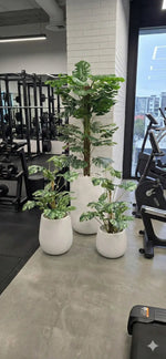 Potted plants in a gym setting with exercise equipment in the background