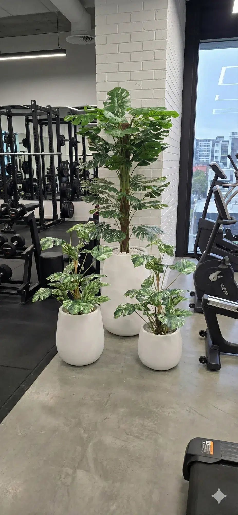 Potted plants in a gym setting with exercise equipment in the background