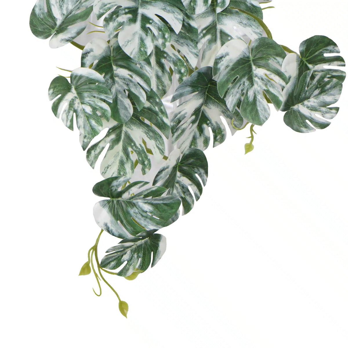 Artificial Hanging White & Green Monstera Albo Variegata 45cm — gallery image