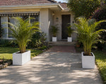 Potted plants in front of a house with a driveway
