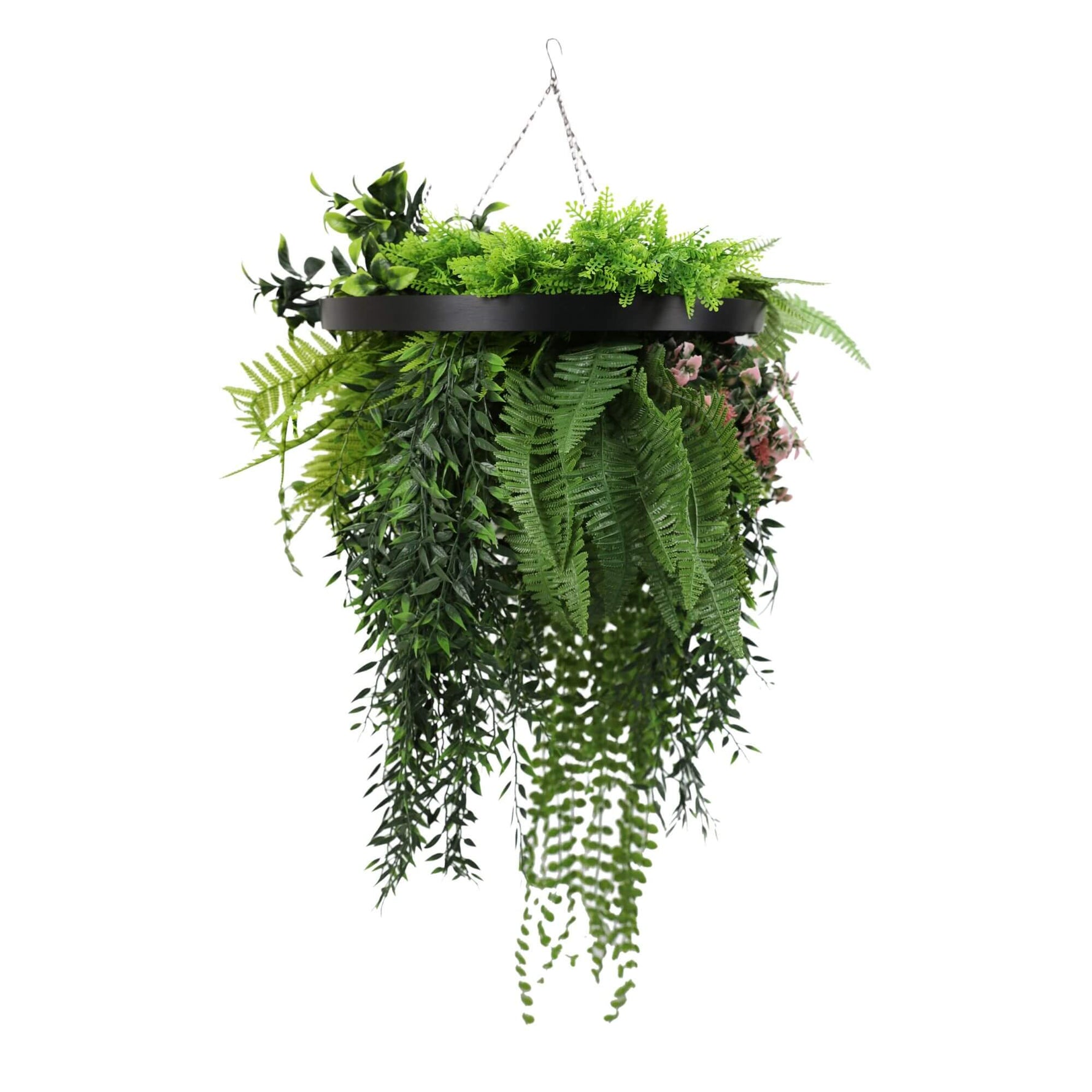 Hanging green fern plant in a black metal basket on a white background