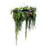 Hanging fern plant in a black metal basket on a white background