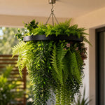 Hanging fern plant in a pot with a blurred background