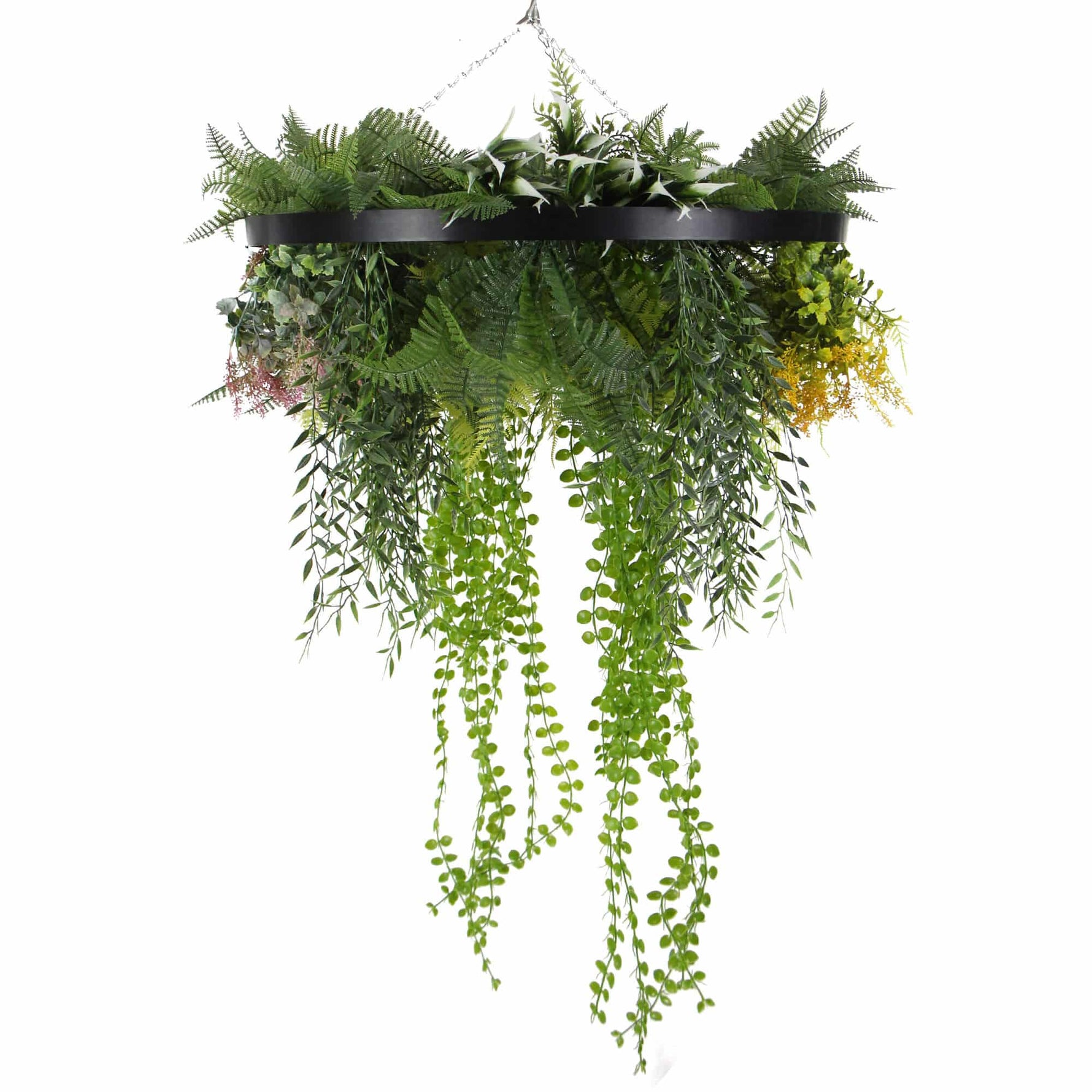 Hanging basket with green plants on a white background