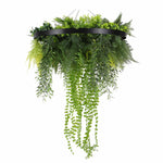 Hanging green plant with a black metal frame on a white background