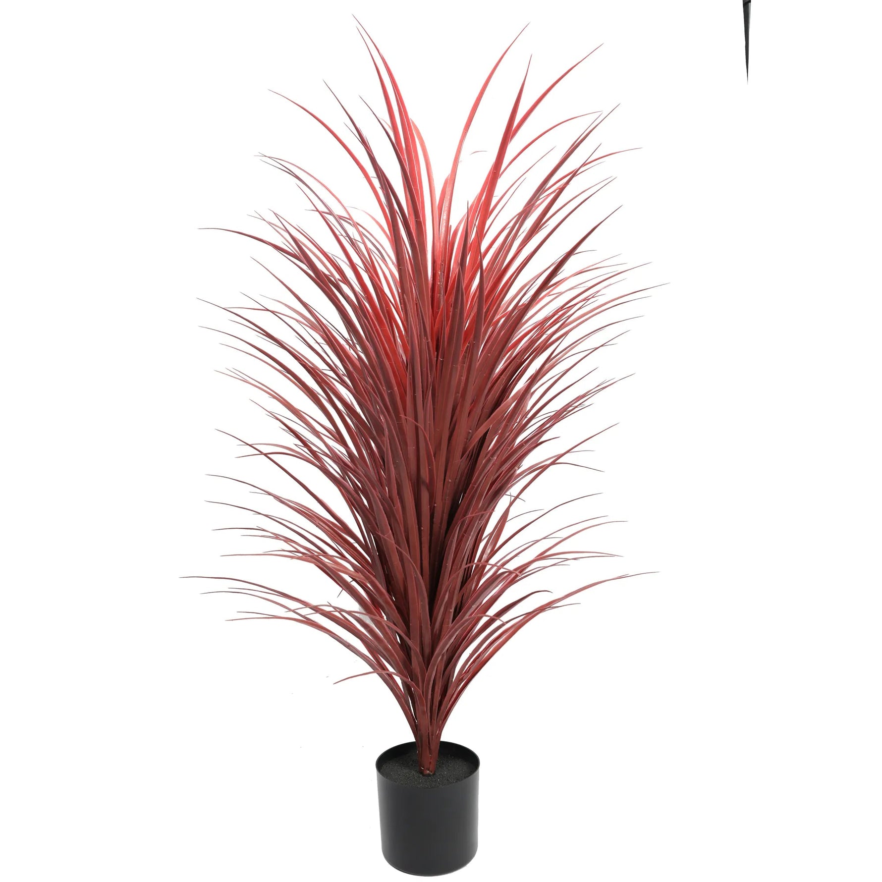 Potted plant with red leaves on a white background