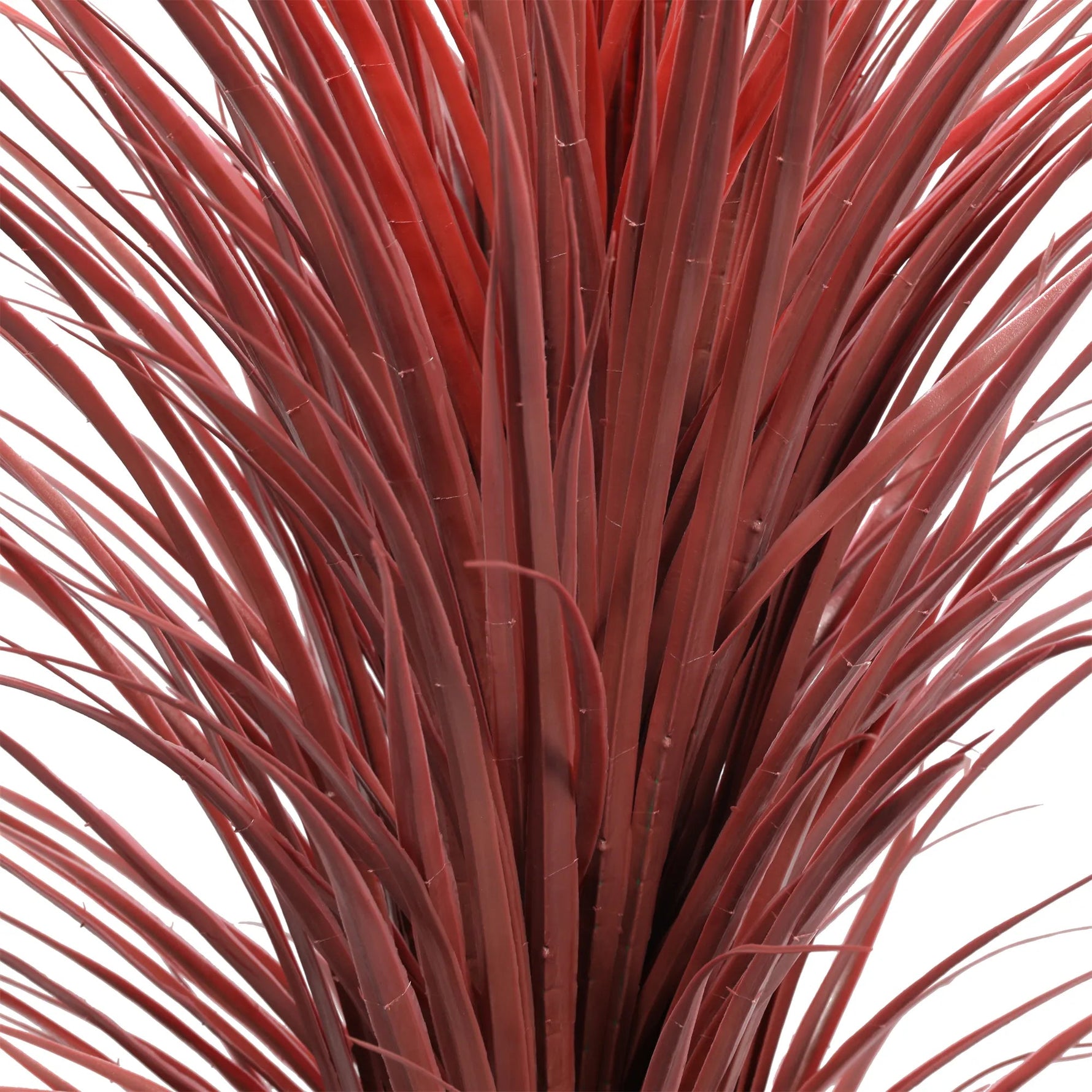 Close-up of a red potted plant on a white background