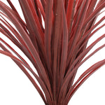 Close-up of a red Dracaena plant on a white background