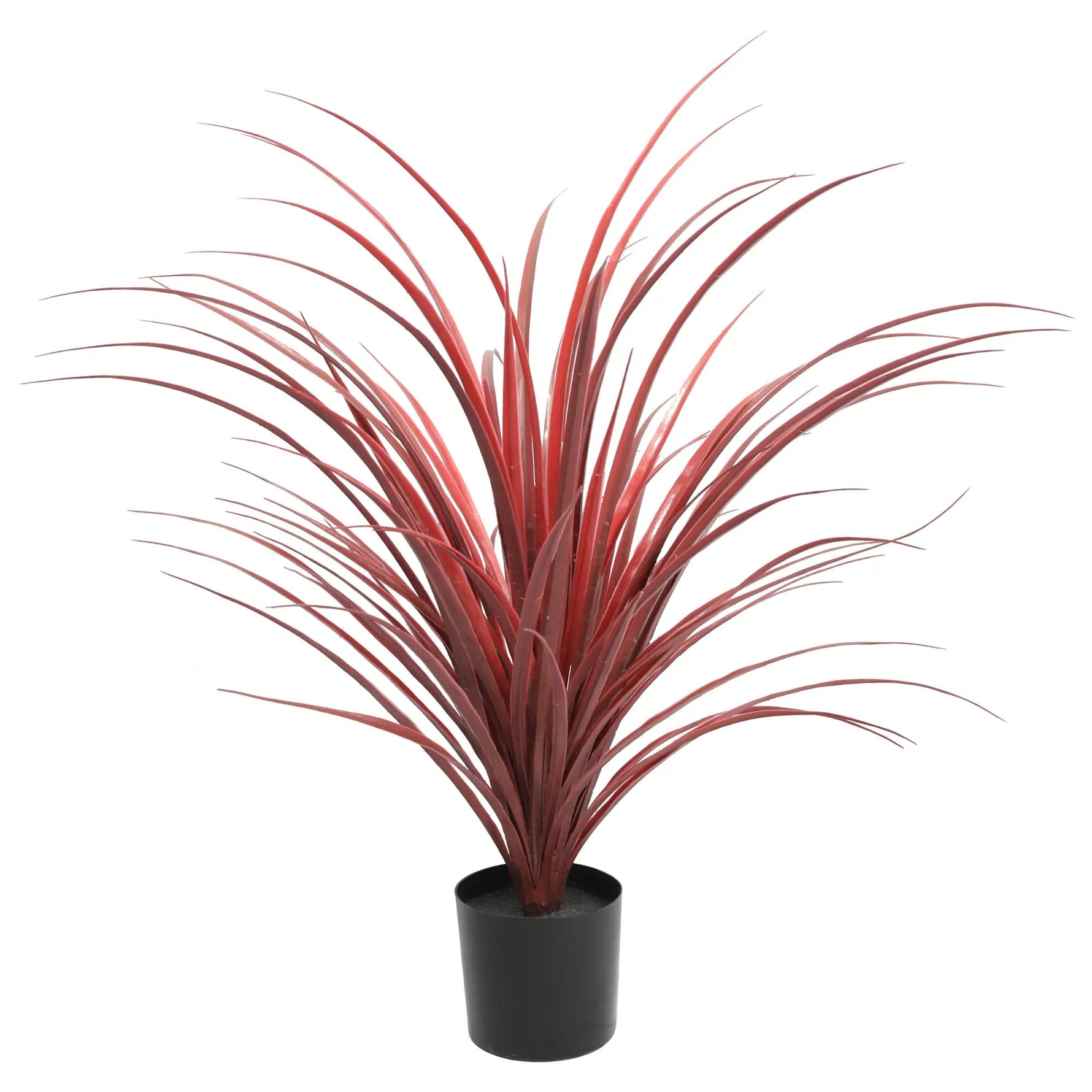 Artificial red grass plant in a black pot on a white background