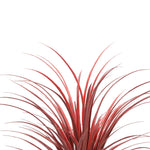 Red grass-like plant on a white background