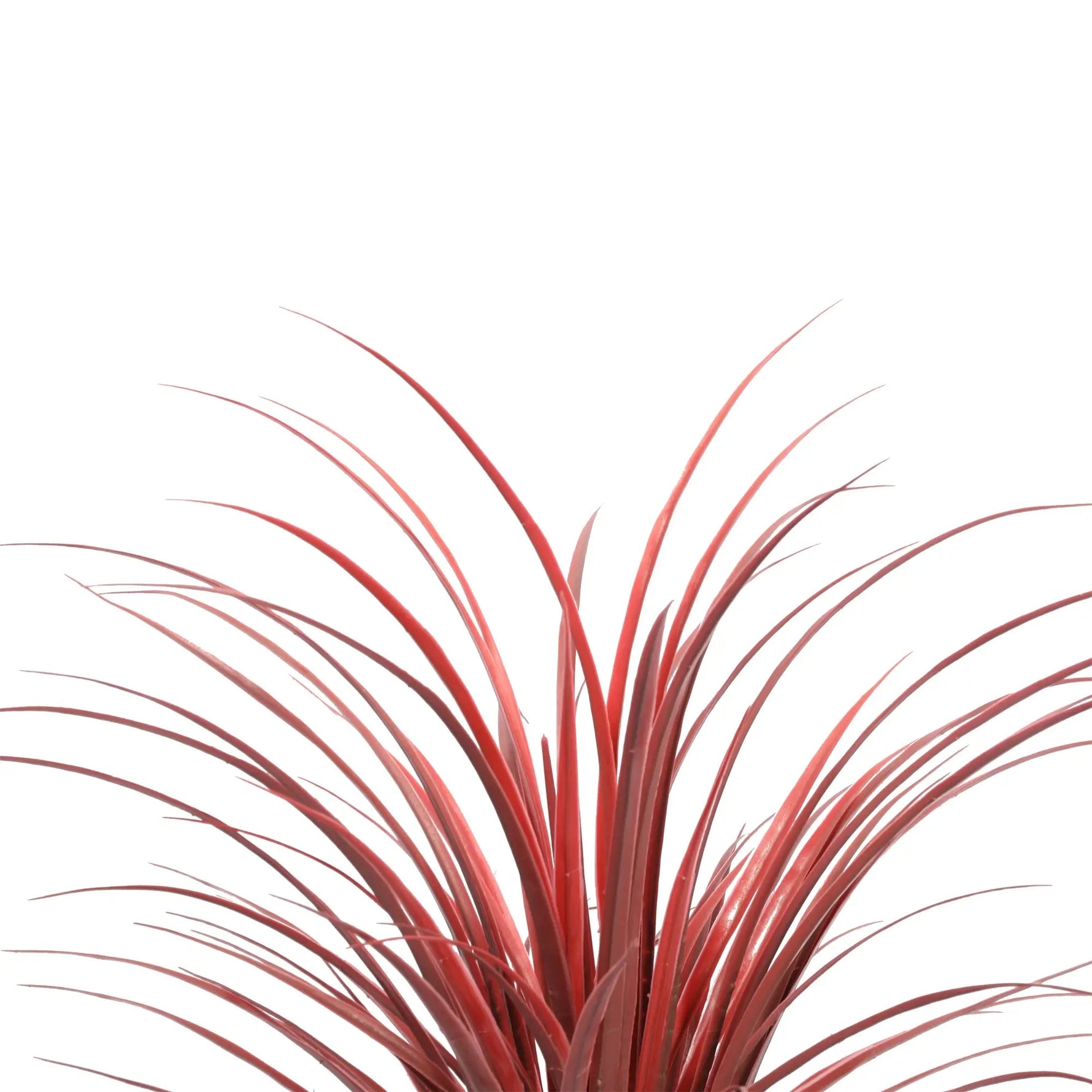 Red grass-like plant on a white background