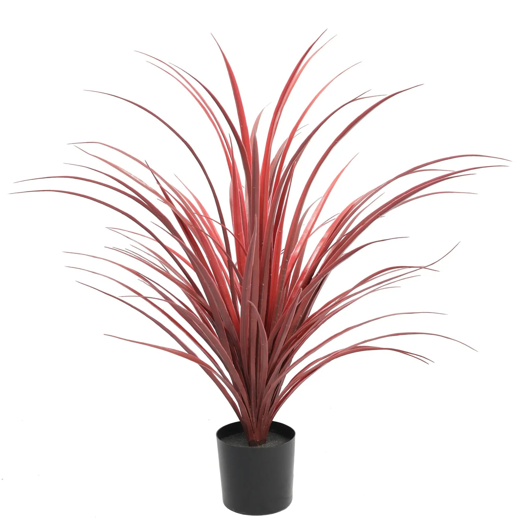 Potted plant with red leaves on a white background