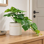 Decorative Ceramic Bowl Potted Artificial Monstera Plant 30cm - Designer Vertical Gardens artificial indoor plants artificial monstera in pot