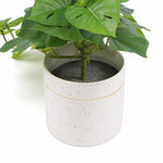 Green plant in a white speckled pot on a white background