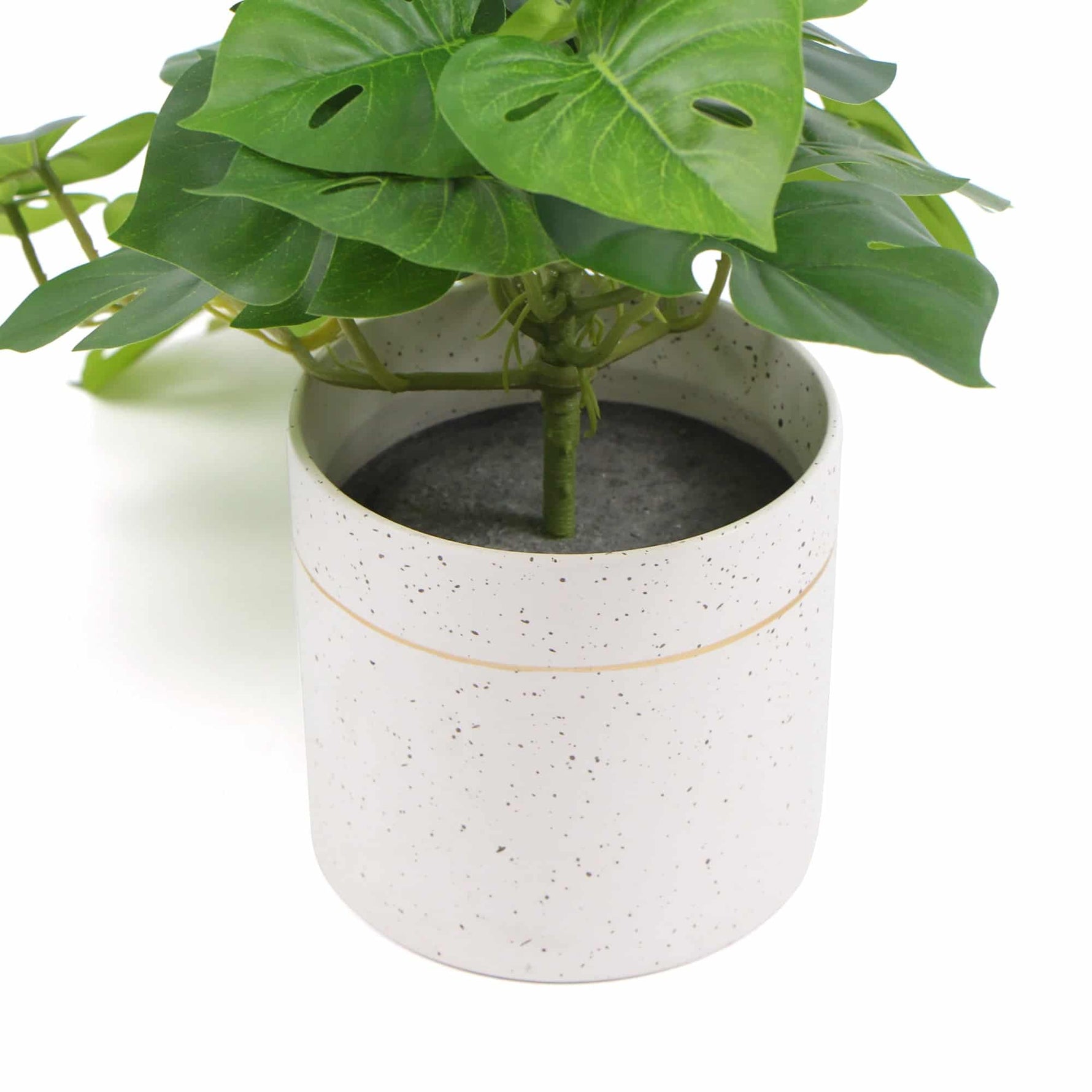 Green plant in a white speckled pot on a white background