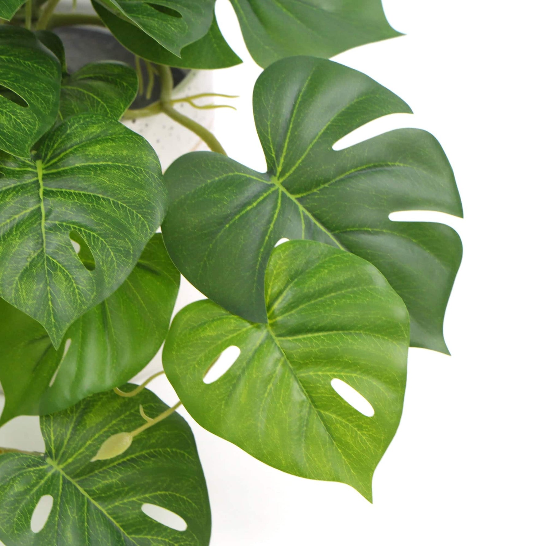 Close-up of green leaves with a white background