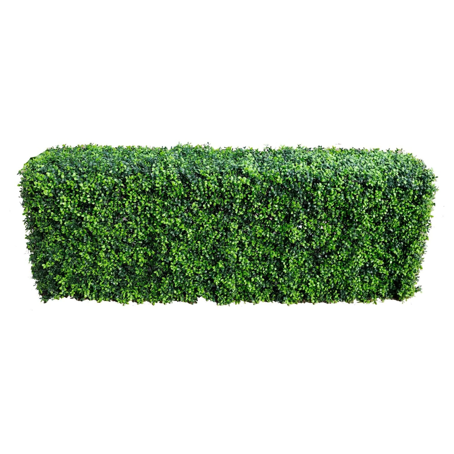 Artificial boxwood hedge panel on a white background