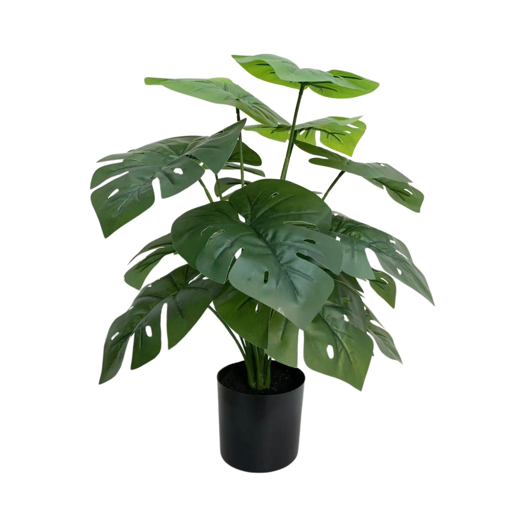 Lush Mini Monstera Plant – Decorative Potted Greenery (50cm) - side view